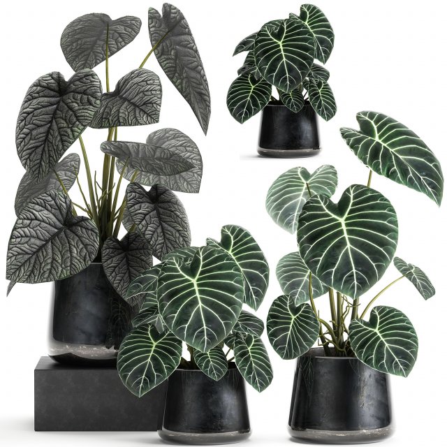 anthurium clarinervium in a pot for the interior 885 Modelo 3D .c4d .max .obj .3ds .fbx .stl .blend 