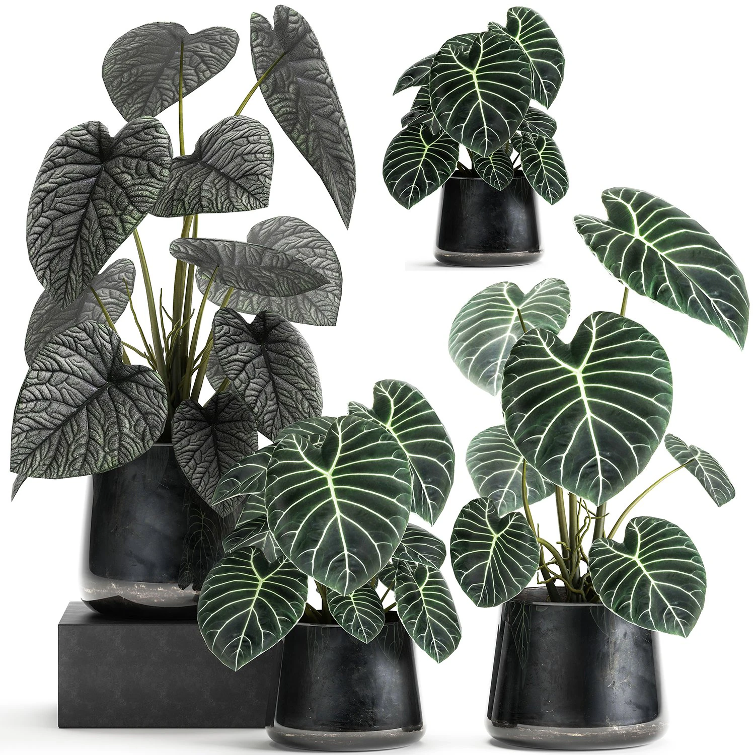 anthurium clarinervium in a pot for the interior 885 3D Model .c4d .max .obj .3ds .fbx .stl .blend 