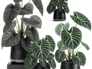 anthurium clarinervium in a pot for the interior 885 3D Model