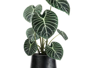 anthurium clarinervium in a pot for the interior 885 3D Model