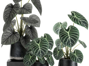 anthurium clarinervium in a pot for the interior 885 Modelo 3D