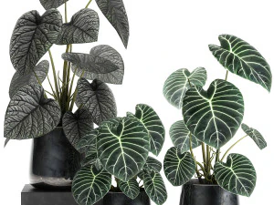 anthurium clarinervium in a pot for the interior 885 3D Model