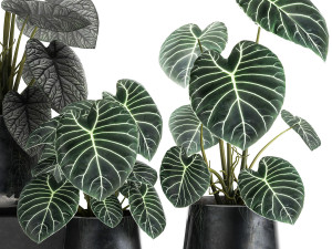 anthurium clarinervium in a pot for the interior 885 Modelo 3D