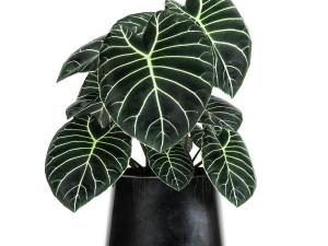 anthurium clarinervium in a pot for the interior 885 3D Model