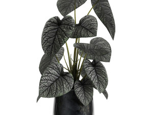 anthurium clarinervium in a pot for the interior 885 Modelo 3D