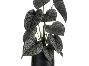 anthurium clarinervium in a pot for the interior 885 3D Model