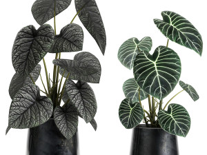 anthurium clarinervium in a pot for the interior 885 Modelo 3D