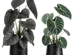 anthurium clarinervium in a pot for the interior 885 3D Model