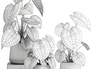 anthurium clarinervium in a pot for the interior 885 Modelo 3D