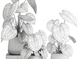 anthurium clarinervium in a pot for the interior 885 3D Model