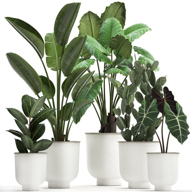 collection of decorative plants in white flowerpots 886 Modelo 3D .c4d .max .obj .3ds .fbx .stl .blend 