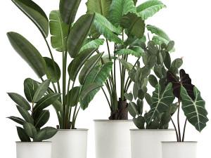 collection of decorative plants in white flowerpots 886 3D Model