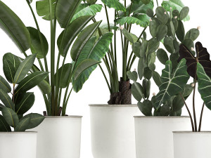 collection of decorative plants in white flowerpots 886 Modelo 3D