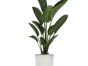 collection of decorative plants in white flowerpots 886 Modelo 3D