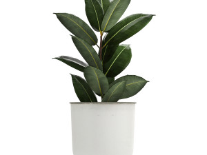 collection of decorative plants in white flowerpots 886 Modelo 3D