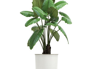 collection of decorative plants in white flowerpots 886 Modelo 3D