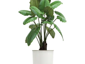 cole&ccedil;&atilde;o de plantas decorativas em vasos brancos 886 Modelo 3D