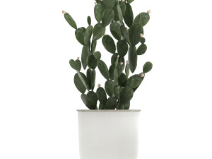 collection of decorative plants in white flowerpots 886 Modelo 3D