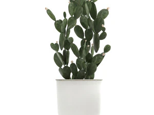 cole&ccedil;&atilde;o de plantas decorativas em vasos brancos 886 Modelo 3D