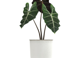 collection of decorative plants in white flowerpots 886 Modelo 3D