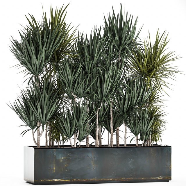 dracaena in a pot for the interior 887 3Dモデル .c4d .max .obj .3ds .fbx .stl .blend 