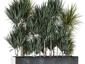dracaena in a pot for the interior 887 Modèle 3D