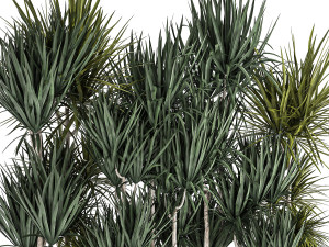dracaena in a pot for the interior 887 3Dモデル
