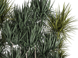 dracaena in a pot for the interior 887 3Dモデル