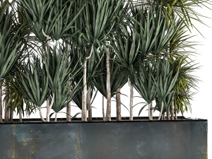 dracaena in a pot for the interior 887 3Dモデル