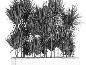 dracaena in a pot for the interior 887 3Dモデル
