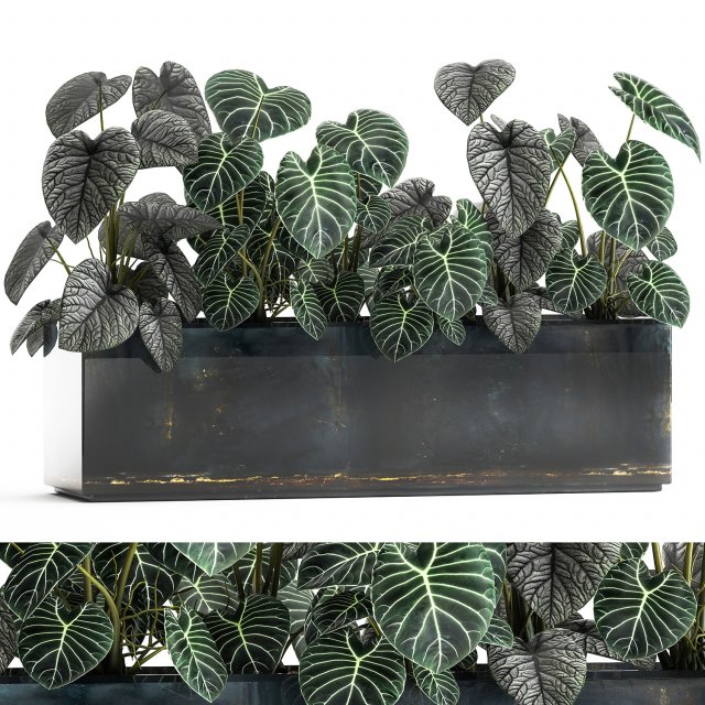anthurium clarinervium in a pot for the interior 889 Modello 3D .c4d .max .obj .3ds .fbx .stl .blend 