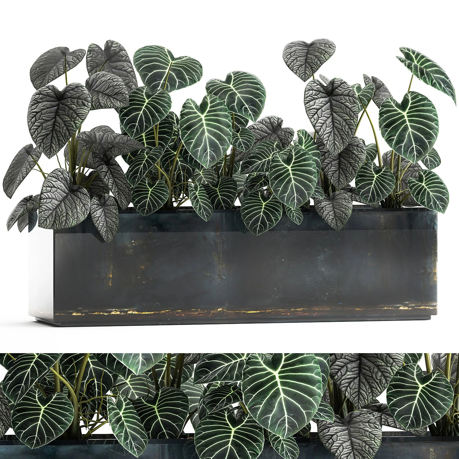 anthurium clarinervium in a pot for the interior 889 3D Model .c4d .max .obj .3ds .fbx .stl .blend 