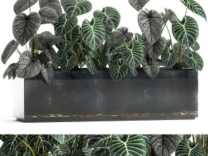 anthurium clarinervium in vaso per interni 889 Modello 3D