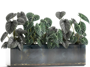 anthurium clarinervium in a pot for the interior 889 Modello 3D