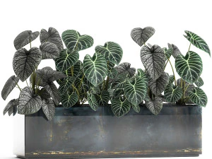 anthurium clarinervium in a pot for the interior 889 3D Model