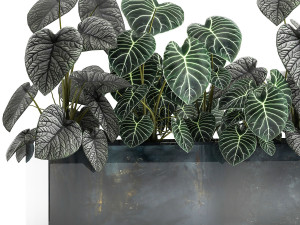 anthurium clarinervium in a pot for the interior 889 Modello 3D