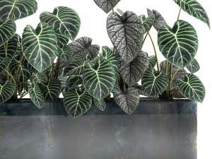 anthurium clarinervium in a pot for the interior 889 Modello 3D