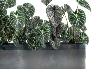 anthurium clarinervium in a pot for the interior 889 3D Model