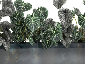 anthurium clarinervium in a pot for the interior 889 Modello 3D