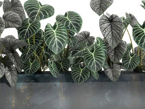 anthurium clarinervium in a pot for the interior 889 3D Model