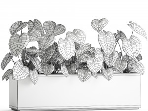 anthurium clarinervium in a pot for the interior 889 Modello 3D