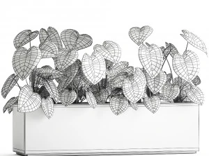 anthurium clarinervium in a pot for the interior 889 3D Model
