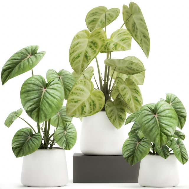 houseplants in a pot for the interior 890 3Dモデル .c4d .max .obj .3ds .fbx .stl .blend 