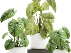 houseplants in a pot for the interior 890 3Dモデル