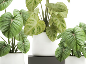 houseplants in a pot for the interior 890 3Dモデル