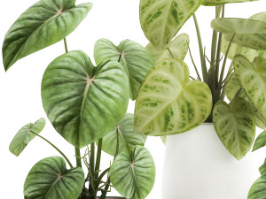 houseplants in a pot for the interior 890 3Dモデル