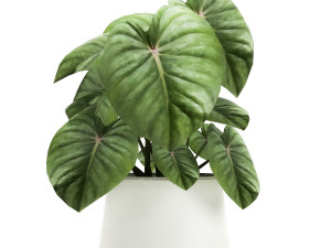 houseplants in a pot for the interior 890 3Dモデル