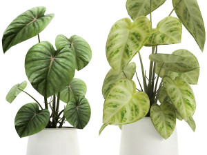 houseplants in a pot for the interior 890 3Dモデル