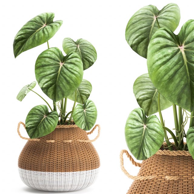 houseplants in a pot for the interior 891 3D Модель .c4d .max .obj .3ds .fbx .stl .blend 