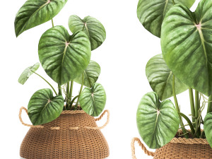 houseplants in a pot for the interior 891 Model 3D
